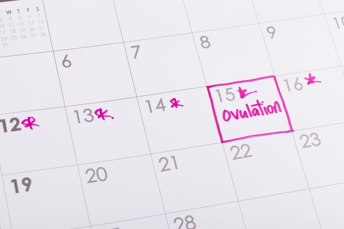 When Am I Most Fertile? How To Calculate Your Ovulation Cycle Ovulation Calendar 3 Month