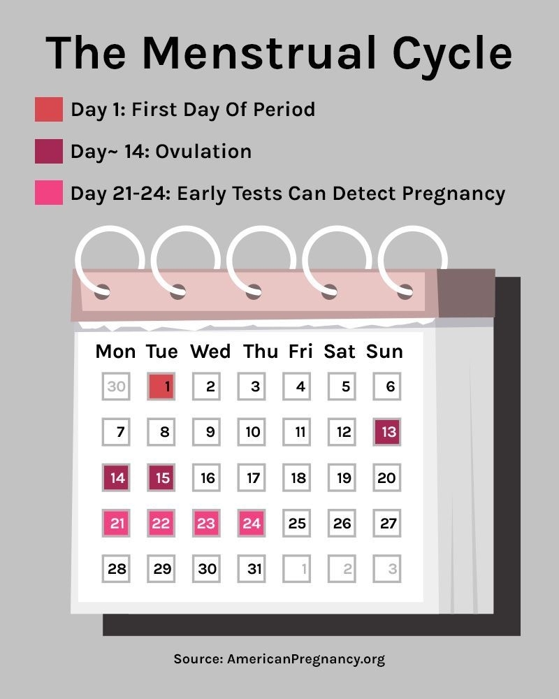 Pin On Ovulation Perky 3 Month Ovulation Calendar Calculator