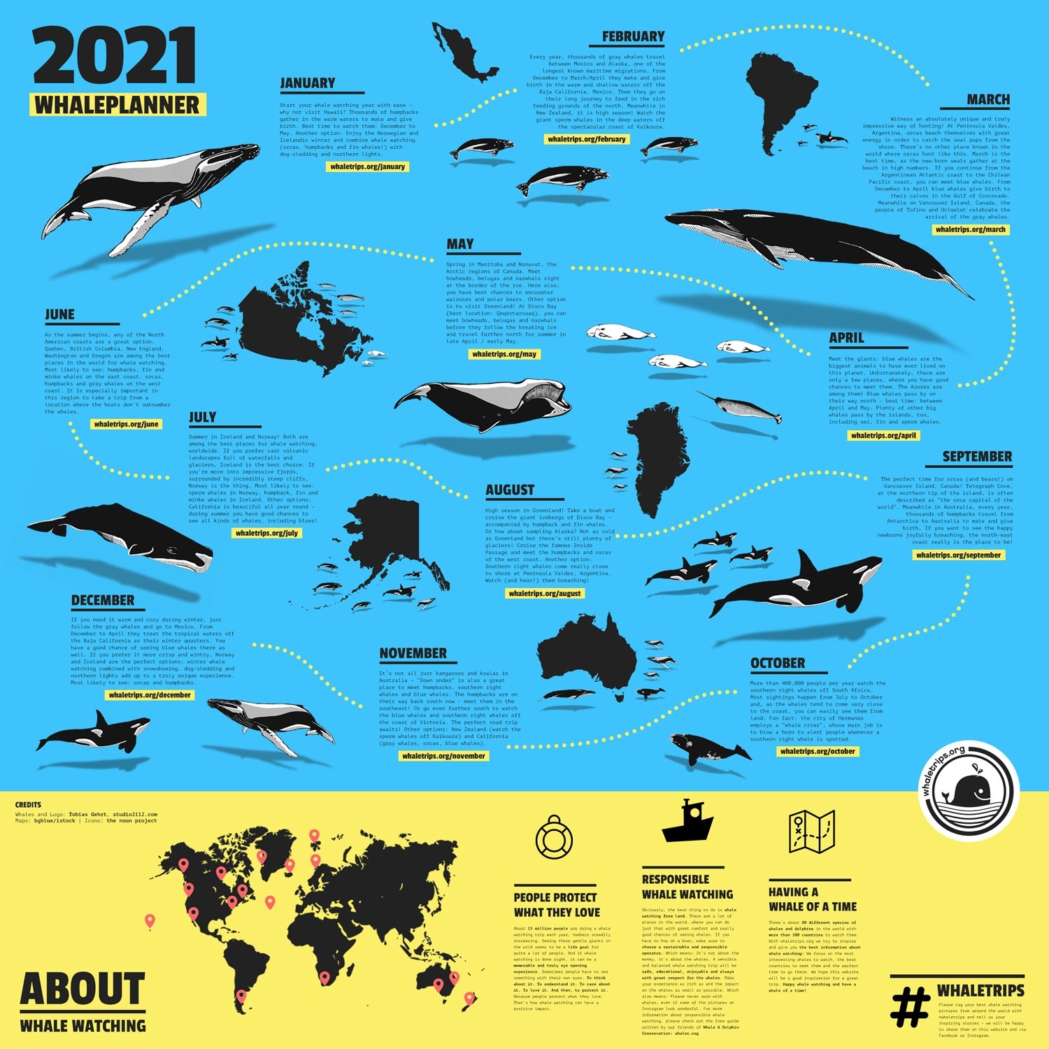 The Whale Planner 2021: Whale Watching Infographic | Whaletrips How Long Until December 2021