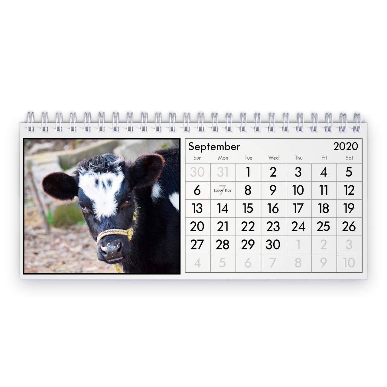 Cow 2021 Desk Calendar Show Me A Calendar For December 2021