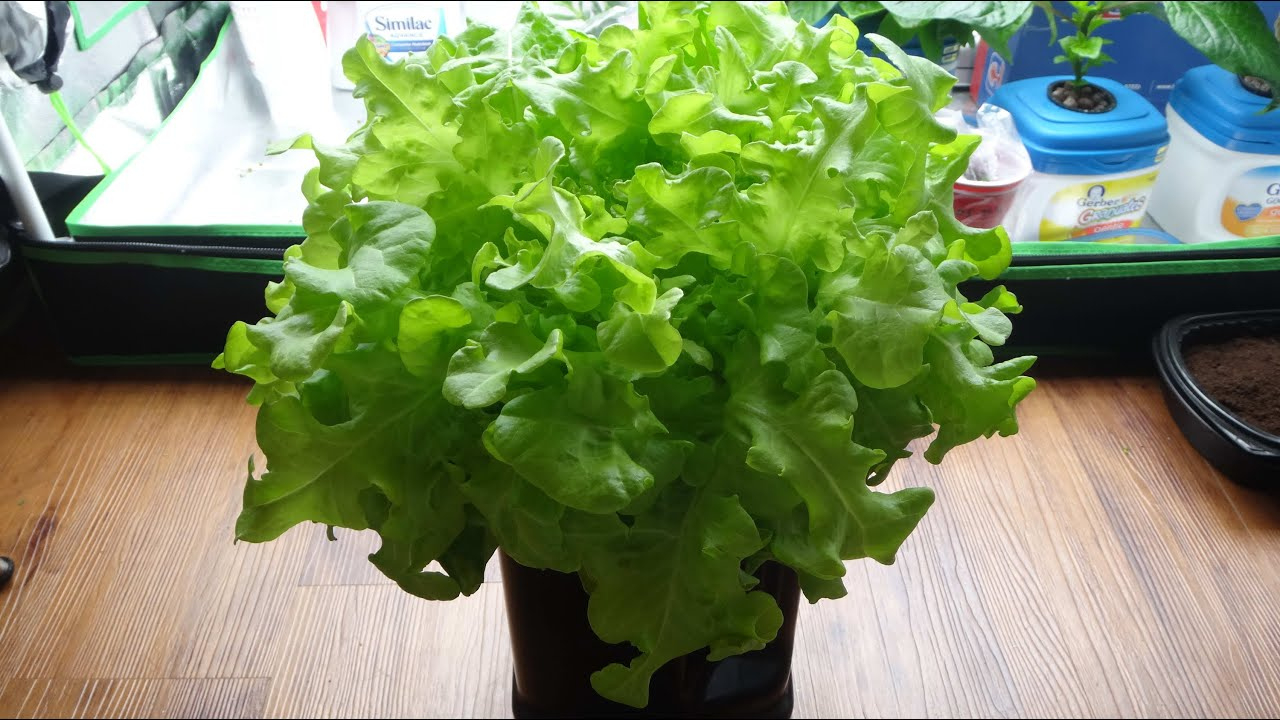 How To Make A Mini Kratky Hydroponic System For Lettuce How To Make 15€ Monthly