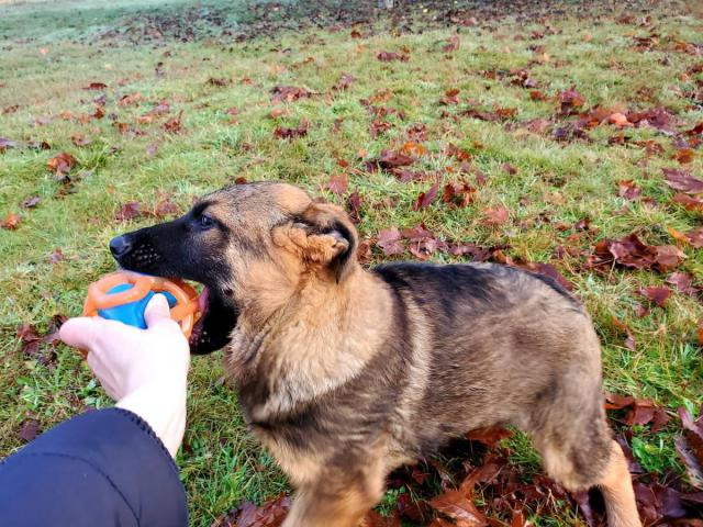 Ready Now 3 Months Old Working Line German Shepherd Puppy 3 Months From Today